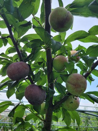 황인성님의 자두 · 병해충상담 작성글 사진