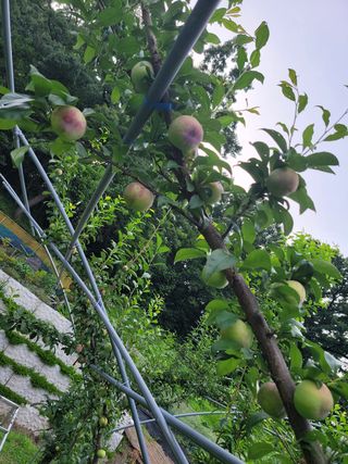 황인성님의 자두 · 병해충상담 작성글 사진