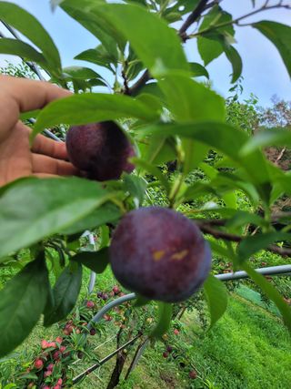 황인성님의 자두 · 병해충상담 작성글 사진