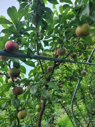 황인성님의 자두 · 병해충상담 작성글 사진