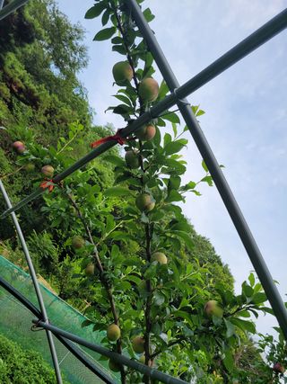 황인성님의 자두 · 병해충상담 작성글 사진