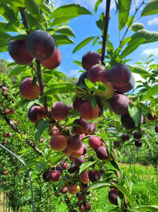 황인성님의 자두 · 병해충상담 작성글 사진