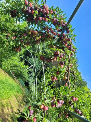 황인성님의 자두 · 병해충상담 작성글 사진