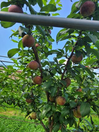 황인성님의 자두 · 병해충상담 작성글 사진