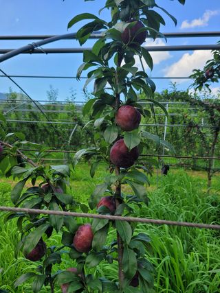 황인성님의 자두 · 병해충상담 작성글 사진