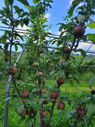 황인성님의 자두 · 병해충상담 작성글 사진