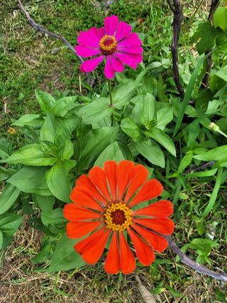 황인성님의 자두 · 병해충상담 작성글 사진