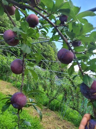황인성님의 자두 · 병해충상담 작성글 사진