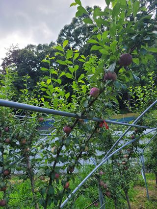 황인성님의 자두 · 병해충상담 작성글 사진