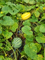 팜모닝 자유주제·자유게시판 게시글 이미지