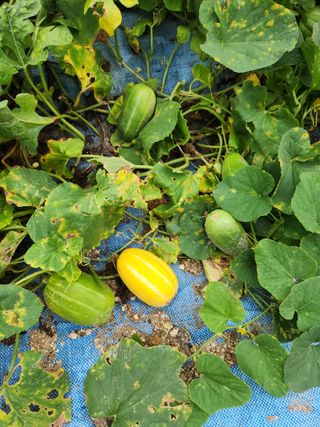 그린뉴딜님의 자유주제 · 자유게시판 작성글 사진