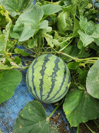 그린뉴딜님의 자유주제 · 자유게시판 작성글 사진