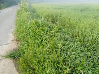 한재승님의 벼 · 영농일지 작성글 사진