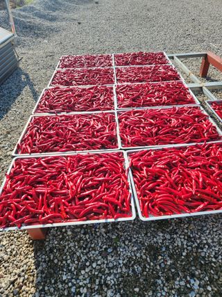 이판석님의 고추 · 수확 작성글 사진