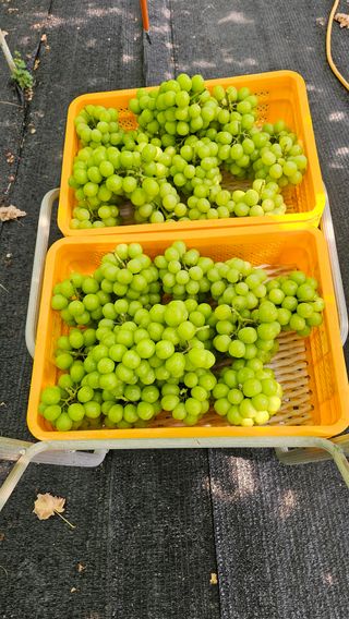 샤인 초보농부 님의 작목반,동호회 등 나의 모임은? · 참여글 작성글 사진