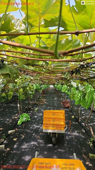 샤인 초보농부 님의 작목반,동호회 등 나의 모임은? · 참여글 작성글 사진