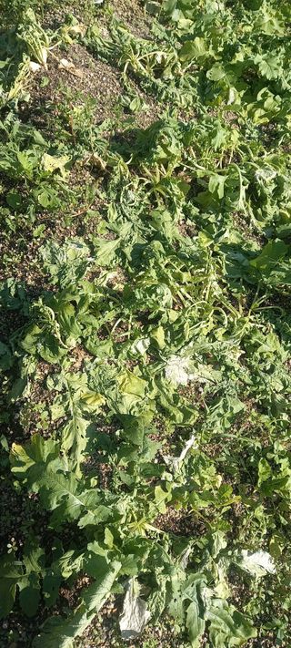 김근수회원님의 팜모닝 병해충 연구회 · 자유게시판 작성글 사진