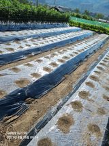 팜모닝 배추·파종•정식 게시글 이미지