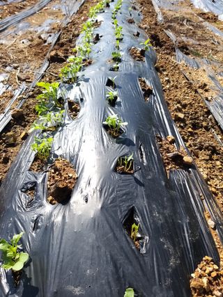 초보 농부님의 자유주제 · 자유게시판 작성글 사진