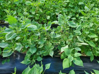 참깨6253님의 들깨 · 자유게시판 작성글 사진