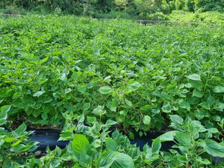 참깨6253님의 들깨 · 자유게시판 작성글 사진