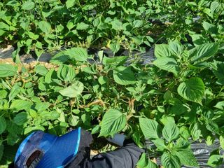 참깨6253님의 들깨 · 자유게시판 작성글 사진