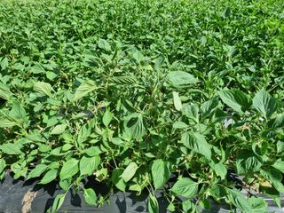 참깨6253님의 들깨 · 자유게시판 작성글 사진