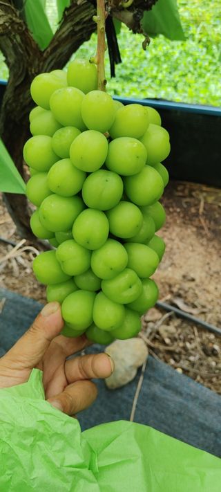 전동표님의 포도 · 자유게시판 작성글 사진