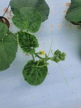 팜모닝 기타작물·병해충상담 게시글 이미지