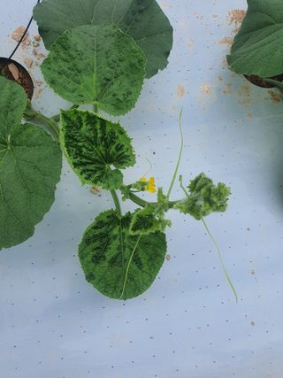 한미님의 기타작물 · 병해충상담 작성글 사진