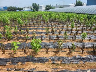 이동덕님의 들깨 · 병해충상담 작성글 사진