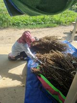 팜모닝 고추·영농일지 게시글 이미지