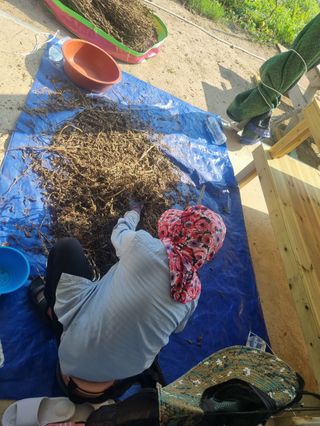 구평쿠키요정님의 고추 · 영농일지 작성글 사진