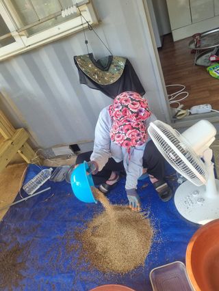 구평쿠키요정님의 고추 · 영농일지 작성글 사진