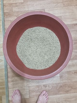 구평쿠키요정님의 고추 · 영농일지 작성글 사진