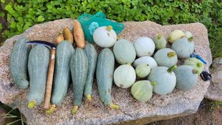 산막골농부님의 호박 · 자유게시판 작성글 사진