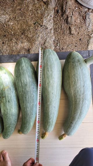 산막골농부님의 호박 · 자유게시판 작성글 사진