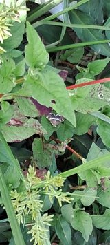 팜모닝 자유주제·자유게시판 게시글 이미지