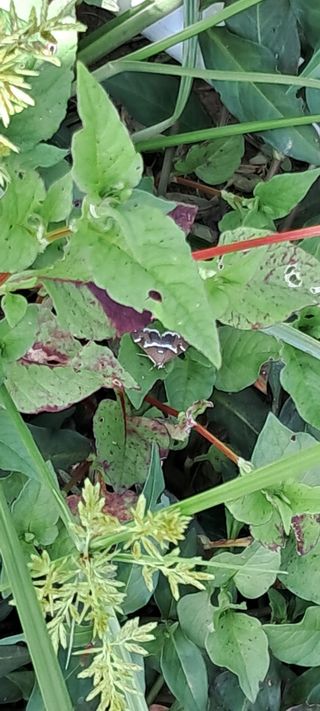 자연애 대풍농장님의 자유주제 · 자유게시판 작성글 사진