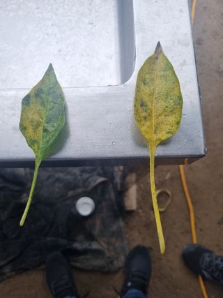 황금벌판님의 고추 · 병해충상담 작성글 사진