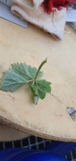 ♡ 예린농원 농장님의 포도 · 병해충상담 작성글 사진