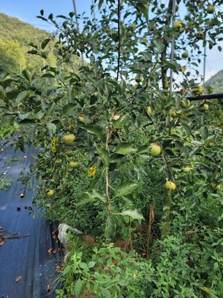 김성명님의 사과 · 영농일지 작성글 사진