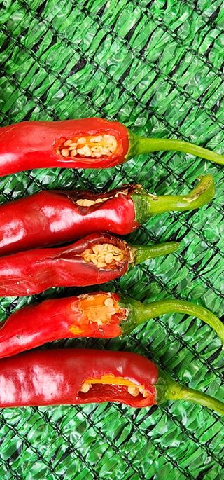 박대중 화순 초보님의 고추 · 병해충상담 작성글 사진