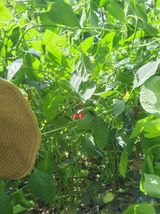 팜모닝 고추·수확 게시글 이미지