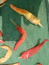 팜모닝 자유주제·사진전 게시글 이미지