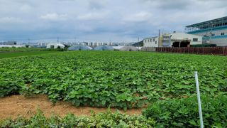 최현기님의 콩 · 병해충상담 작성글 사진