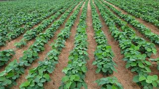 최현기님의 콩 · 병해충상담 작성글 사진