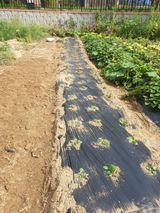 팜모닝 옥수수·자유게시판 게시글 이미지