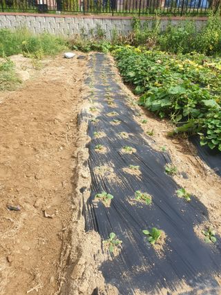 만대산후손님의 옥수수 · 자유게시판 작성글 사진