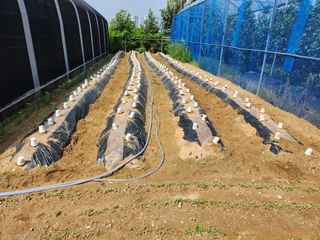 채효정님의 배추 · 일상 작성글 사진